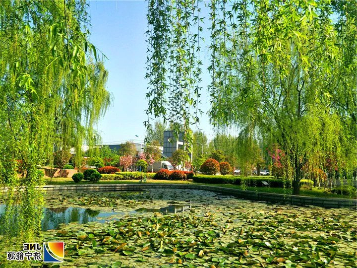 1556071309854482.jpg 《济矿集团阳城煤电循环经济助力生态建设》配图-荷塘春色.jpg