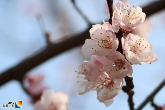 春暖花开日  义桥花海时